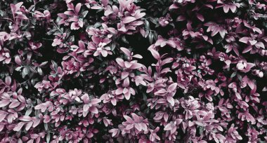 Güzel koyu yeşil çalı dokusu. Sancak konsepti için soyut dallar. Arkaplan bırakır