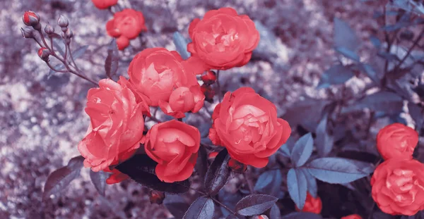 Φυσικό Banner Κήπο Έννοια Φόντο Όμορφη Ρομαντική Θάμνος Λουλούδια Ταπετσαρία — Φωτογραφία Αρχείου