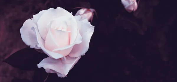 漂亮的白色浪漫的花作为明信片的背景 绿色花园中的古董花 — 图库照片