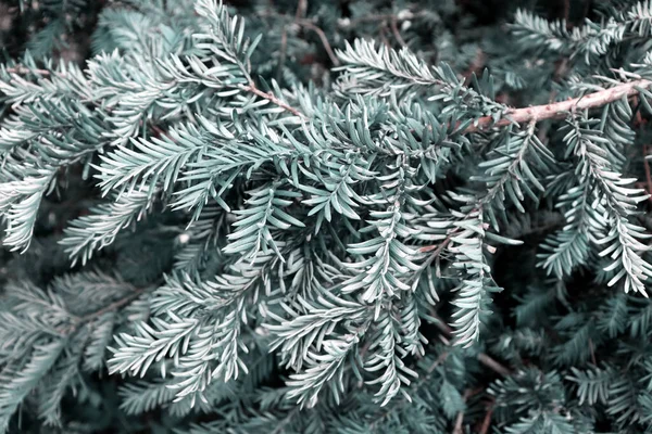 Beautiful green fir-tree texture. Art design decor for holiday background. Green branch backdrop