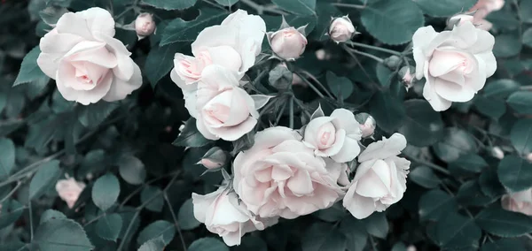 Schöne Romantische Elegante Natur Banner Konzept Blumen Hintergrund Zarte Blumentapete — Stockfoto