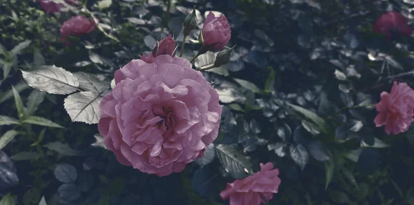 Bellissimi Fiori Romantici Giardino Astratto Banner Naturale Concetto Sfondo — Foto Stock