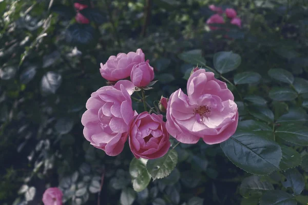 Güzel, narin, pembe çiçek arka planı. Bahçede romantik bir çiçek