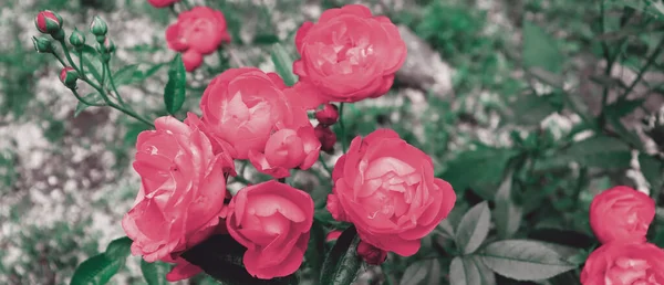 Fondo Concepto Pancarta Jardín Natural Hermoso Arbusto Romántico Con Flores — Foto de Stock