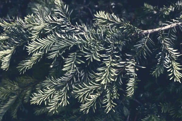 Beautiful green fir-tree texture. Art design decor for holiday background. Green branch backdrop