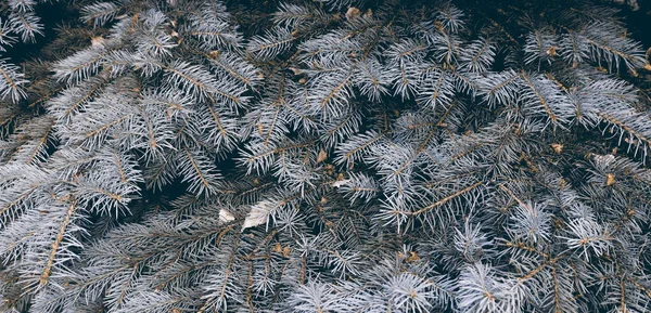 아름다운 전나무 배경을 디자인 — 스톡 사진