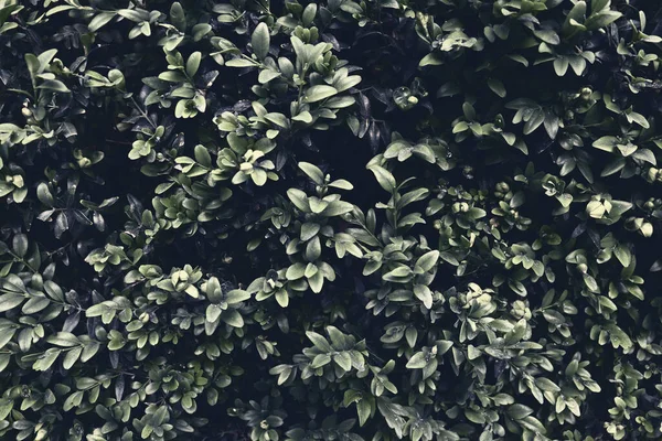 Гарна Текстура Темно Зеленого Куща Абстрактні Гілки Концепції Банерів Фон — стокове фото
