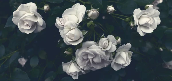 Güzel romantik, zarif doğa afişi. Çiçek arka planı. Zarif çiçek duvar kağıdı