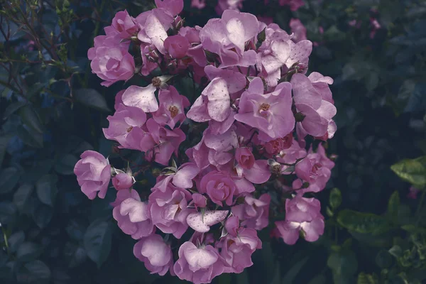 Όμορφα Λουλούδια Κλαδιά Για Φυσικό Banner Έννοια Λεπτό Φόντο Λουλουδιών — Φωτογραφία Αρχείου