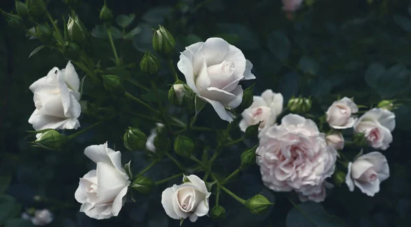 Beau Fond Fleur Romantique Fleurs Délicates Sur Les Branches — Photo