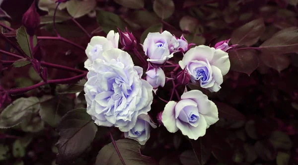 Bahçedeki hassas romantik çiçekler doğal arka plan için. Doğa zemin