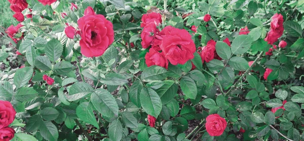 Hermosas Flores Jardín Delicado Fondo Flor Papel Pintado Naturaleza —  Fotos de Stock