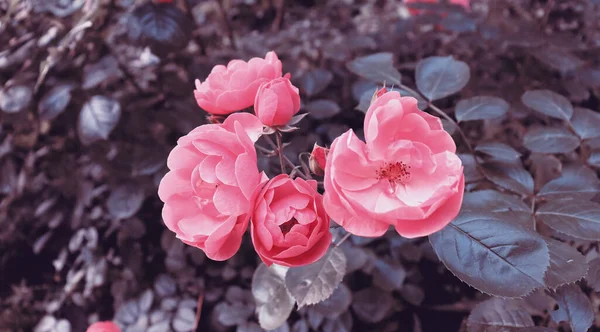 美丽精致的粉红花朵背景 花园里的浪漫花朵 — 图库照片