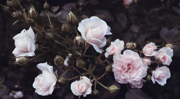 Beau Fond Fleur Romantique Fleurs Délicates Sur Les Branches — Photo