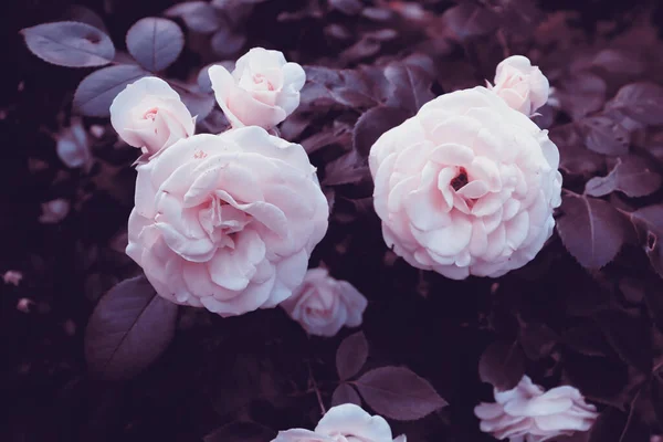 Fundo Flor Romântica Bonita Conceito Cartão Postal Vintage Com Flores — Fotografia de Stock