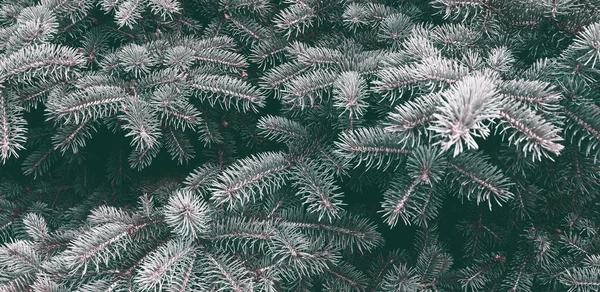 Güzel yeşil köknar ağacı dokusu. Tatil geçmişi için sanat tasarımı dekoru. Doğa duvar kâğıdı