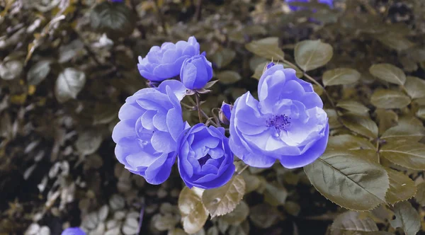 Нежные Розовые Цветы Фоне Романтический Цветок Саду — стоковое фото