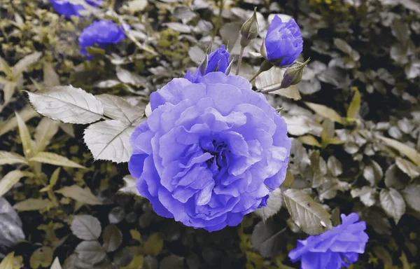 Красиві Романтичні Квіти Саду Абстрактний Фон Концепції Природного Банера — стокове фото