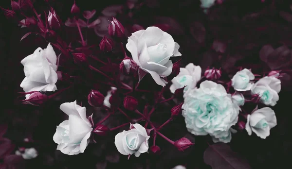 Hermoso Fondo Flores Románticas Flores Delicadas Las Ramas —  Fotos de Stock