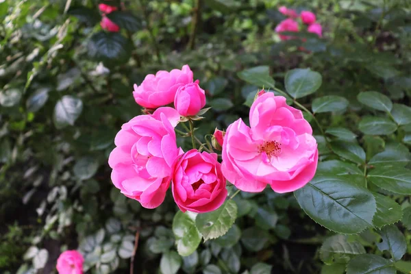 美丽精致的粉红花朵背景 花园里的浪漫花朵 — 图库照片