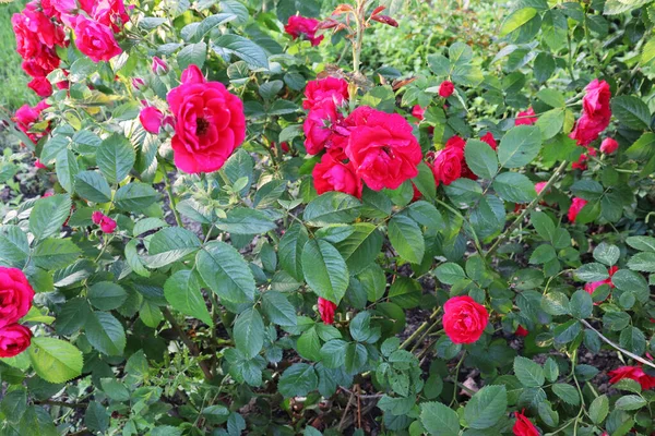 Vackra Blommor Trädgården Delikat Blomma Bakgrund Natur Tapet — Stockfoto