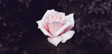 Çiçekli güzel, koyu yeşil bir bahçe. Pankart tasarımı için doğal çiçek arkaplanı