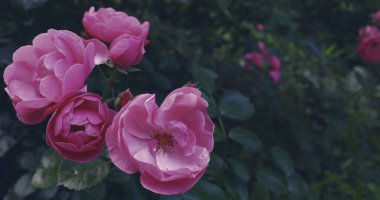 Narin çiçekleri ve bitkileri olan doğa arka planı. Bahçede güzel romantik bir sahne