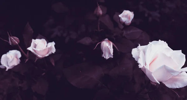 Természetes Háttér Finom Romantikus Virágok Sötét Kertben Banner Design — Stock Fotó