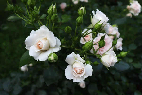 Beau Concept Bannière Naturelle Fleurs Délicates Sur Les Branches Vertes — Photo