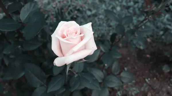 Beau Papier Peint Journée Été Délicate Fleur Dans Jardin Floraison — Photo