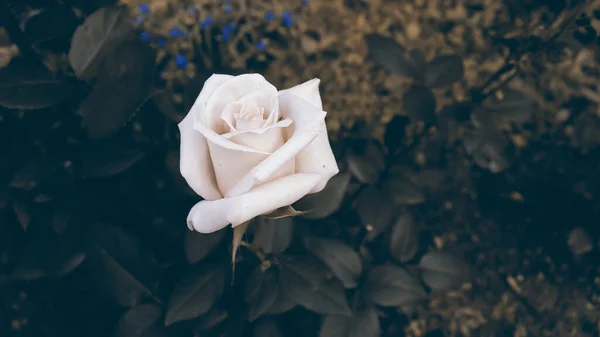 Beau Papier Peint Journée Été Délicate Fleur Dans Jardin Floraison — Photo