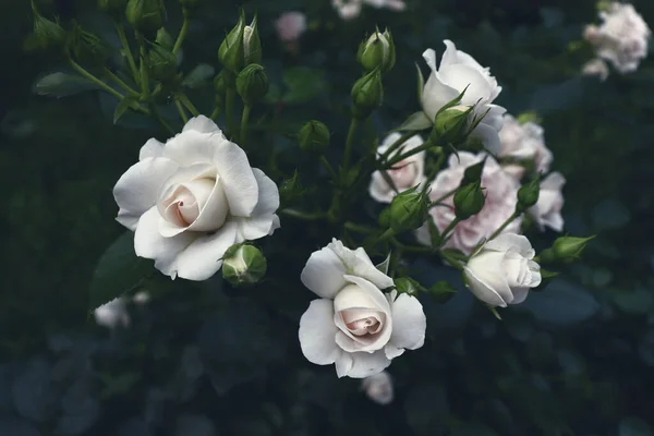 美丽的自然横幅概念 绿枝上精致的花朵 浪漫的花园背景 — 图库照片