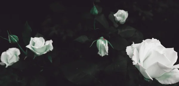 Naturlig Bakgrund Med Delikata Romantiska Blommor Mörk Trädgård För Banner — Stockfoto