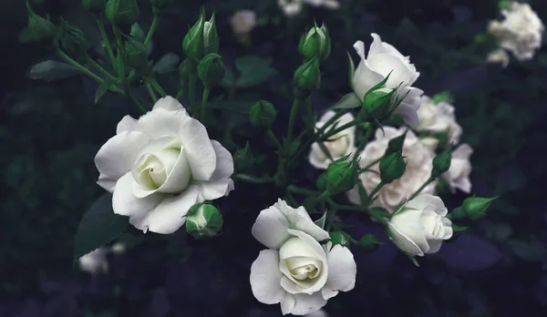 Hermoso Concepto Bandera Natural Flores Delicadas Ramas Verdes Fondo Jardín — Foto de Stock