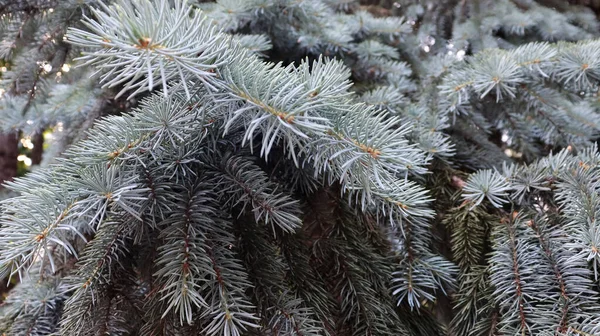 Bella Scena Invernale Sfondo Con Foresta Verde Sfondo Albero Abete — Foto Stock