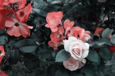 Renkli zarif çiçekler için lüks afiş arka planı. Çiçekli yeşil bahçe