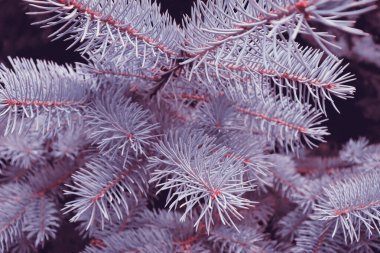 Güzel köknar ağacı arka planı. Ormanda Noel ağacı