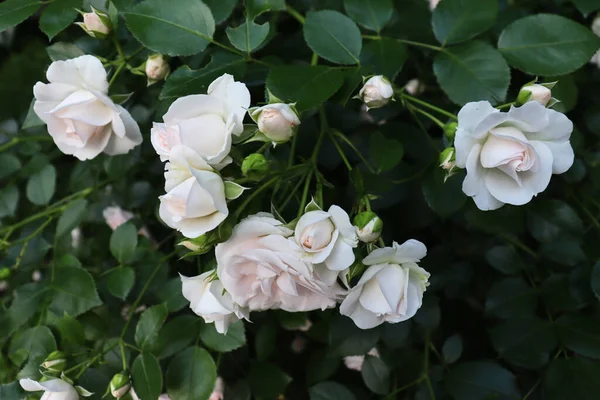 Lüks Kartpostallar Için Güzel Çiçek Arkaplanı Romantik Yeşil Bahçe Duvar — Stok fotoğraf