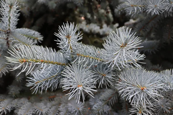 Fundo Floresta Inverno Com Abeto Ramo Bonito Com Agulhas — Fotografia de Stock