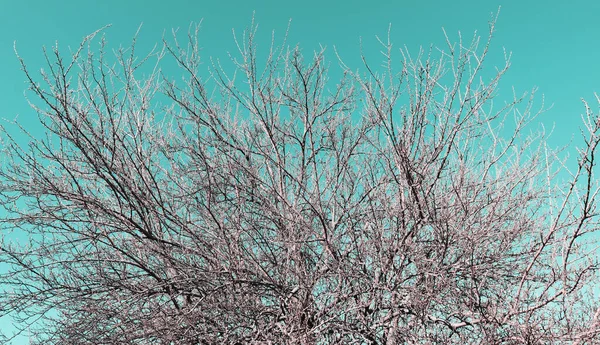 Belo Cenário Outono Cena Natureza Com Galhos Árvore Fundo Céu — Fotografia de Stock