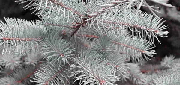 Gyönyörű Elegáns Fenyő Háttér Karácsonyfa Erdőben — Stock Fotó