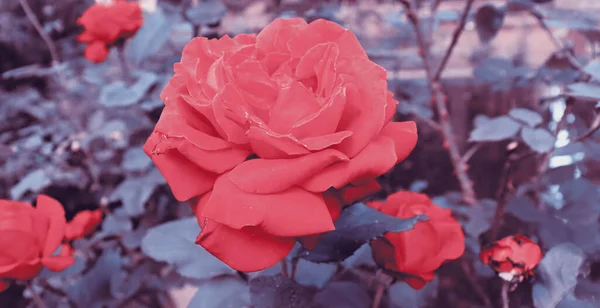 Красиві Червоні Квітучі Троянди Саду Романтичний Квітковий Фон Ніжні Шпалери — стокове фото