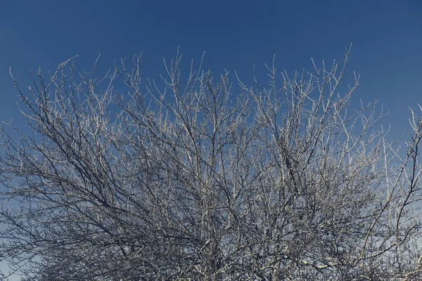 Belo Cenário Outono Cena Natureza Com Galhos Árvore Fundo Céu — Fotografia de Stock