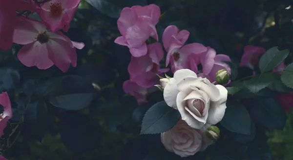 Fondo Banner Lujo Para Una Flor Elegante Colorida Jardín Verde —  Fotos de Stock