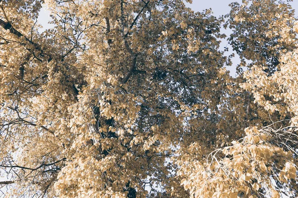 Schöne Kulisse Für Die Oktobersaison Landschaft Mit Blättern Auf Ästen — Stockfoto