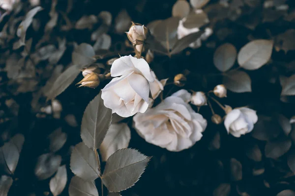 Όμορφος Πράσινος Κήπος Φυτά Και Λουλούδια Ρομαντικό Λεπτό Φόντο Λουλουδιών — Φωτογραφία Αρχείου