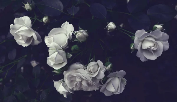 Όμορφο Φόντο Άνθος Λουλουδιών Για Την Κάρτα Πολυτελείας Ρομαντικό Πράσινο — Φωτογραφία Αρχείου