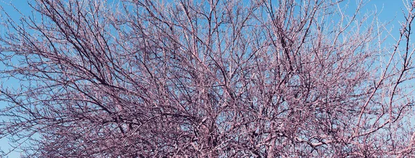 Прекрасний Осінній Фон Природа Сцени Гілками Дерев Фоні Неба — стокове фото