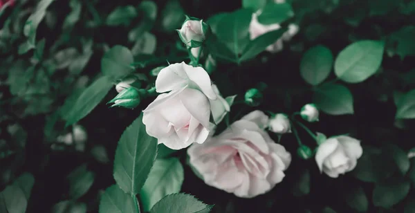 Beau Jardin Verdoyant Avec Plantes Fleurs Romantique Délicat Fond Fleur — Photo