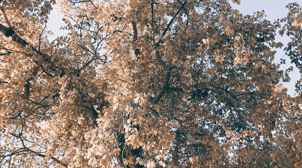 Belo Cenário Temporada Outubro Paisagem Com Folhas Galhos Árvore — Fotografia de Stock